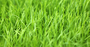 Barenbrug RPR Perennial Ryegrass Seed - 50 lbs