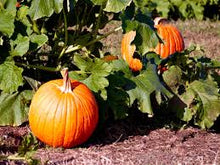 Load image into Gallery viewer, Pumpkin - CONNECTICUT FIELD