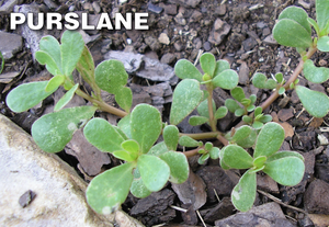 Q4 Plus Herbicide kills Purslane Weed