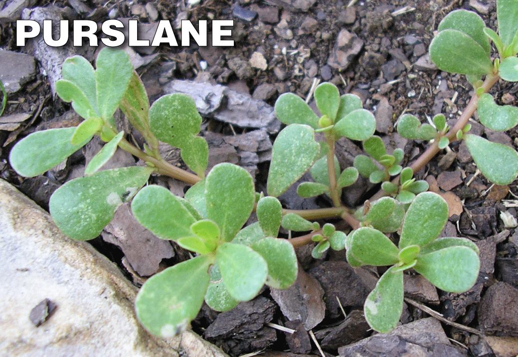 solitare herbicide mixing ratio Solitare Herbicide