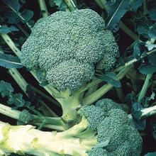 Load image into Gallery viewer, Bonnie Plants Green Magic Broccoli 19.3 oz