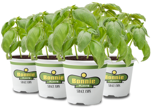 Bonnie Plants Arugula 19.3 oz