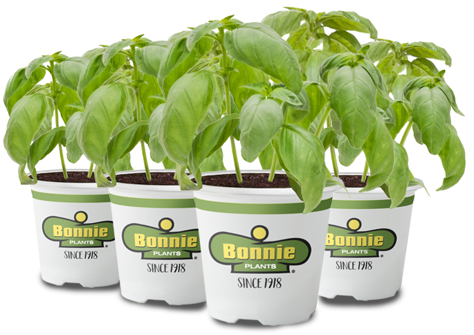 Bonnie Plants Arugula 19.3 oz
