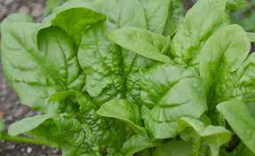 Spinach - OLYMPIA HYBRID