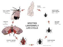 Load image into Gallery viewer, Kill Spotted Lanternfly Lanternflies