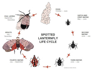 Kill Spotted Lanternfly Lanternflies
