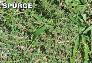 Q4 Plus Herbicide kills Spurge Weed