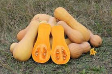 Load image into Gallery viewer, Squash - BUTTERNUT