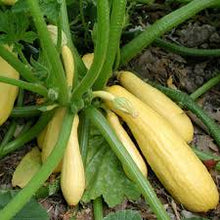 Load image into Gallery viewer, Squash - SUMMER CROOKNECK EARLY