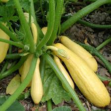 Squash - SUMMER CROOKNECK EARLY