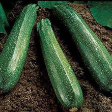 Load image into Gallery viewer, Squash - ZUCCHINI - GARDEN SPINELESS