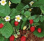 Strawberries - STRAWBERRY - ALPINE