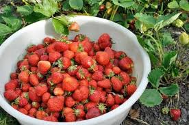 Strawberries - STRAWBERRY - ALPINE