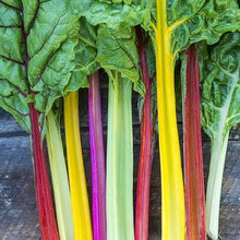 Load image into Gallery viewer, Swiss Chard - BRIGHT LIGHTS