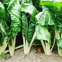 Load image into Gallery viewer, Swiss Chard - FORDHOOK GIANT