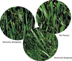 Performance Grass Seed Mix - Certified - Tall Fescue, KY Blue, Perennial Ryegrass