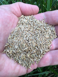 Advantage Grass Seed Mix - Certified - Tall Fescue, Perennial Ryegrass - 50 lbs