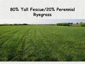 Advantage Grass Seed Mix - Certified - Tall Fescue, Perennial Ryegrass - 50 lbs