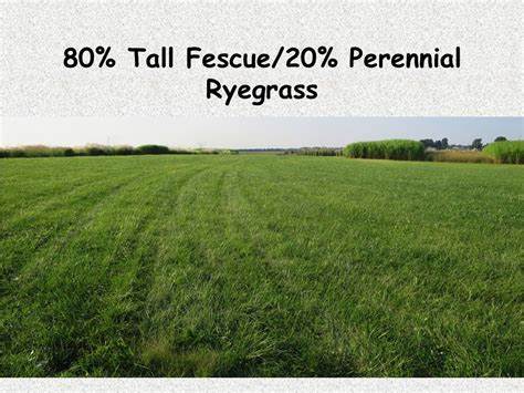 ProScape 80/20 Tall Fescue Perennial Ryegrass Seed Mix - Certified - 50 lbs