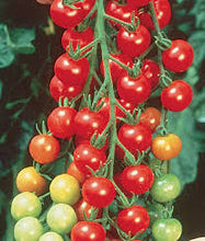 Load image into Gallery viewer, Tomato - Sweet 100