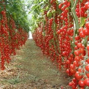 Tomato - Ace 55