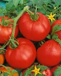 Tomato - Crimson Cushion/beefsteak