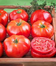 Load image into Gallery viewer, Tomato - Beefsteak Bush