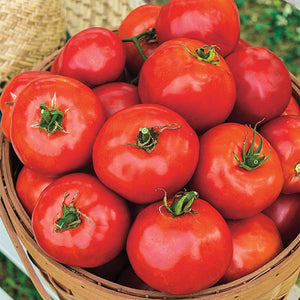 Tomato - Celebration Hybrid Seeds