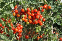 Load image into Gallery viewer, Tomato - Cherry Falls