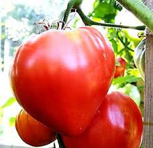 Load image into Gallery viewer, Tomato - Heirloom - Oxheart Red