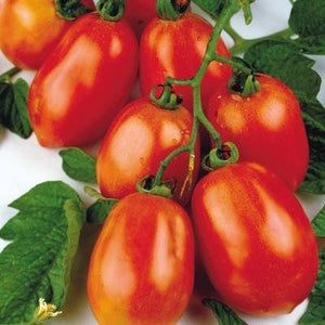 Tomato - Viva Italia