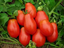 Load image into Gallery viewer, Tomato - Viva Italia
