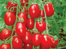 Load image into Gallery viewer, Tomato - Viva Italia