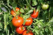 Load image into Gallery viewer, Tomato - Rutgers