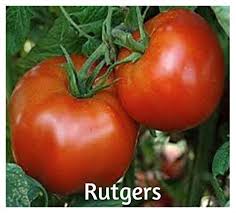 Tomato - Rutgers