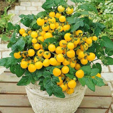 Load image into Gallery viewer, Tomato - Warren&#39;s Yellow Cherry