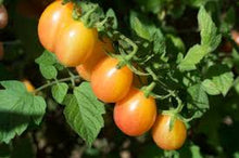 Load image into Gallery viewer, Tomato - Warren&#39;s Yellow Cherry
