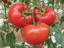 Load image into Gallery viewer, Tomato - Wisconsin 55