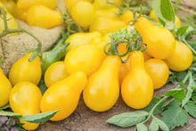 Load image into Gallery viewer, Tomato - Yellow Pear