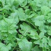 Load image into Gallery viewer, Turnip - SEVEN TOP/WINTER GREENS