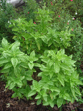 Load image into Gallery viewer, Bonnie Plants Basil garden