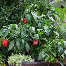 Load image into Gallery viewer, Bonnie Plants Green Bell Pepper garden