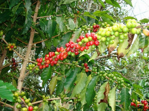 Barrie House Hawaiian Kona FTO K-Cup Coffee growing