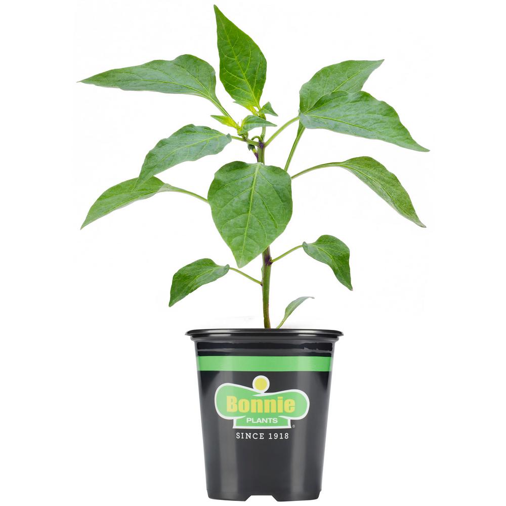 Bonnie Plants Green Peas 19.3 oz