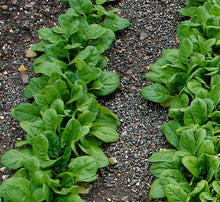 Load image into Gallery viewer, Bonnie Plants Spinach 19.3 oz garden