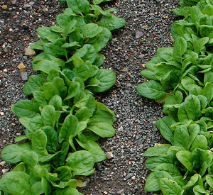 Bonnie Plants Spinach 19.3 oz garden