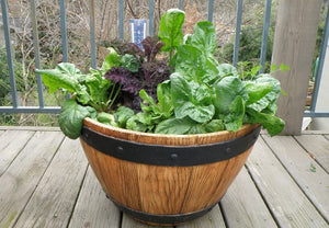 Bonnie Plants Spinach pot container