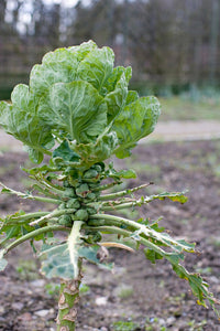 Bonnie Plants Brussels Sprouts 19.3 oz