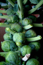 Load image into Gallery viewer, Bonnie Plants Brussels Sprouts 19.3 oz