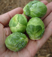 Load image into Gallery viewer, Bonnie Plants Brussels Sprouts 19.3 oz